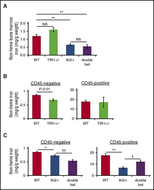 Figure 5. Changes in bone marrow iron distribution associated with TfR1 haploinsufficiency. (A) Bone marrow nonheme iron concentration in WT, TfR1+/−, th3/+, and double-heterozygote mice (n = 4-6 mice per group). Bone marrow CD45 negative cells (erythroid precursor enriched population) in WT and TfR1+/− mice (n = 4-6 mice per group) (B) as well as th3/+ and double-heterozygote mice (n = 4-6 mice per group) (C). *P < .05; **P < .01 vs WT mice; †P < .05; ††P < .01 vs th3/+ mice.
