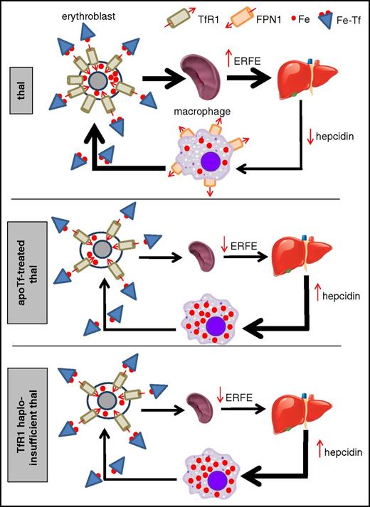 Figure 7. Proposed working model of iron-restricted erythropoiesis in apotransferrin-treated and TfR1 haploinsufficient β-thalassemic mice. Both TfR1 haploinsufficiency and exogenous apoTf result in decreased cellular iron in erythroid precursors, leading to decreased splenomegaly and ineffective erythropoiesis, which in turn causes decreased erythroferrone and hepdicin derepression. Increased hepcidin provides positive feedback to sustain iron-restricted erythropoiesis by preventing increased iron absorption and locking recycled iron within macrophages. ERFE, erythroferrone; Fe, iron; Fe-Tf, transferrin-bound iron; FPN1, ferroportin 1; thal, β-thalassemia.