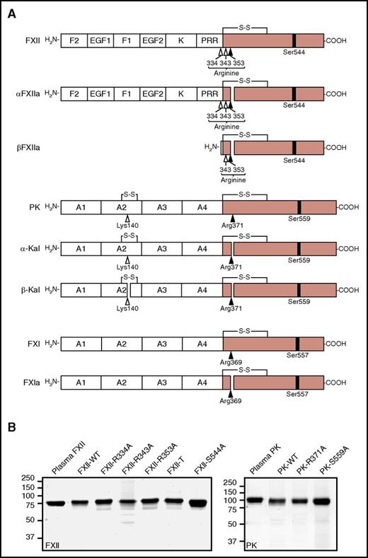 Figure 1. Recombinant contact factors. (A) Schematic diagrams of contact factors showing noncatalytic (white boxes) and catalytic (shaded boxes) domains. Positions of active site serine residues are indicated by black bars. Sites of proteolysis during activation are indicated by arrows, with black arrows indicating sites of cleavage required for full protease activity. FXII is an 80-kDa polypeptide that may be cleaved at 3 locations. Cleavage after Arg353 converts FXII to αFXIIa. Cleavage of αFXIIa after Arg334 separates the noncatalytic and catalytic domains, forming βFXIIa. The importance of cleavage after Arg343 is not clear. The FXII noncatalytic domains are the fibronectin type 2 (F2), epidermal growth factor (EGF), fibronectin type 1 (F1), and kringle (K) domains, and a proline-rich region (PRR). PK is a 93-kDa polypeptide that is cleaved after Arg371 to form α-kallikrein (α-Kal). A second cleavage after Arg140 produces β-kallikrein (β-Kal). FXI is a homodimer of 80-kDa polypeptides. It is converted to FXIa by cleavage after Arg369. The noncatalytic portions of PK and FXI contain 4 apple domains, designated A1 to A4. (B) Coomassie blue–stained nonreducing SDS-PAGE of purified FXII (left panel) and PK (right panel) containing ∼2-μg samples per lane. Positions of molecular mass standards in kilodaltons are shown to the left of the images.