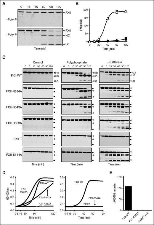 Figure 2. FXII autoactivation and activation by kallikrein. (A) Plasma FXII (200 nM) was incubated in standard buffer without Poly-P (−Poly-P) or in the presence of 70 μM Poly-P (+Poly-P). At the indicated times, samples were removed from the reaction into reducing sample buffer, size fractionated on a 12% polyacrylamide-SDS gel and stained with Coomassie blue. Positions of standard for single-chain FXII and the heavy chain (HC) and light chain (LC) of αFXIIa are shown at the right of each panel. (B) Chromogenic substrate assay for FXIIa activity for the fractions shown in the gel in panel A. Reactions were run in the presence (△) or absence (♦) of 70 μM Poly-P. (C) Recombinant FXII species (200 nM) incubated in the absence of an activator (control, left column), in the presence of 70 μM Poly-P (center column), or in the presence of 50 nM α-kallikrein without a surface (right column). At the indicated times, samples were removed into reducing sample buffer. Samples were size fractionated by SDS-PAGE, followed by western blot analysis with a polyclonal anti-human FXII IgG. For panels A and C, positions of standards for FXII and the heavy chain (HC) and light chain (LC) of αFXIIa are indicated at the right of each image. (D) Recombinant FXII species (200 nM) were incubated in the presence of 70 μM Poly-P and 200 μM S-2302. Changes in OD 405 nm were continuously monitored on a microplate reader. (E) FXII (200 nM) was incubated with 50 nM α-kallikrein for 120 minutes at 37°C in the absence of a surface. Kallikrein was inhibited with IgG H03 and FXIIa cleavage of S-2302 (200 μM) was measured.