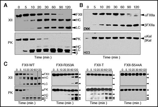 Figure 3. Reciprocal activation of FXII and PK in the absence of a surface. (A-C) FXII (200 nM) and PK (200 nM) species were incubated at 37°C. At indicated time points, samples were removed into reducing (A,C) or nonreducing (B) sample buffer, size fractionated by SDS-PAGE, and analyzed by western blot using (A,C) polyclonal IgG to FXII (XII) or PK or (B) monoclonal IgGs that preferentially recognize the activated forms of FXIIa (D06) and kallikrein (H03). (A-B) Reciprocal activation of plasma FXII and PK. (C) Activation of PK-WT by recombinant FXII species. For panels A and C, positions of standards for FXII (XII) and the heavy chain (HC) and light chain (LC) of FXIIa; and standards for PK, the heavy chain and light chain of α-kallikrein, and a fragment of the heavy chain of β-kallikrein (β) are indicated at the right of each image. For panel B, positions of standards for αFXIIa, βFXIIa, α-kallikrein (α-kal), and β-kallikrein (β-kal) are indicated on the right.