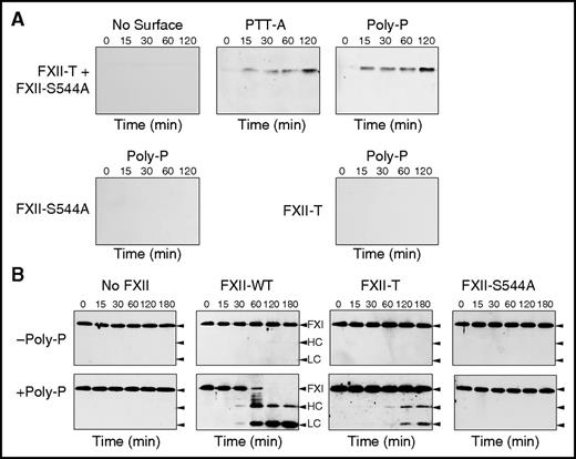 Figure 5. Activation of FXII and FXI by single-chain FXII. (A) Western blots of a mixture of FXII-T (200 nM) and FXII-S544A (200 nM) in the absence of a surface (No Surface), or in the presence of PTT-A reagent (25% final volume) or Poly-P (70 μM). At indicated times, samples were removed into nonreducing sample buffer, size fractionated by SDS-PAGE, and analyzed by western blot using IgG D06 which recognizes formation of the FXIIa active site. The bottom row shows results for FXII-S544A and FXII-T incubated separately with 70 μM Poly-P. (B) FXI-S557A (30 nM) was incubated with 200 nM FXII-WT, FXII-T, or FXII-S544A in the absence (top row) or presence (bottom row) of 70 μM Poly-P. At indicated times, samples were removed into reducing sample buffer, size fractionated by SDS-PAGE, and analyzed by western blot using a goat-anti-human FXI polyclonal IgG.