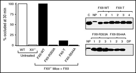 Figure 7. Mouse carotid artery thrombosis model. FXII-deficient C57Bl/6 mice were infused with 100 μL of PBS (C) or 100 μl of PBS containing 25 μg of FXII-WT, FXII-R353A, FXII-T, or FXII-S544A. Thrombus formation was induced by application of 2 pads saturated with 5% FeCl3 to opposite sides of the carotid artery for 3 minutes. Flow through the artery was recorded for 30 minutes. The percentages of animals with occluded arteries 30 minutes after FeCl3 application are shown in the bar graph (n = 9 for each bar). Representative plasma samples from test mice were analyzed by western blot to make certain that FXII was still in the circulation at the end of the study. Each number indicates a separate animal. C, FXII control; DP, FXII-deficient mouse plasma; NP, normal mouse plasma.