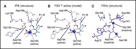 Figure 8. Comparison of tPA and FXII structures. Shown are stick diagrams of S1 pocket structures with hydrogen bonds and electrostatic interactions shown as dotted lines (purple). In panels A and B, the position of the oxyanion hole is indicated by the juxtaposed blue spheres that represent the nitrogen atoms of Ser195 and Gly193. (A) Single-chain tPA active S1 pocket crystal structure (pdb:1BDA) is shown with Asp194 stabilized by the salt bridge formed with Lys156 (indicated by + and − symbols), and also by hydrogen bonds with the main-chain nitrogens of Gly142 and Cys191. The cyan stick figure represents the side chain of the arginine P1 residue of the tPA inhibitor dansyl-Glu-Gly-Arg-chloromethylketone. (B) Homology model (SWISS-MODEL48) of the S1 pocket of FXII-T based on the tPA crystal structure where Gln156 forms a hydrogen bond to the Asp194 carboxylate group. The side chain shown in cyan represents the P1 arginine of a substrate (PK or FXI). (C) Crystal structure (pdb:XDE) showing the inactive zymogen conformation of FXIIc where the oxyanion hole is absent (all figures prepared with PyMOL Molecular Graphics System, version 1.8; Schrödinger, LLC).