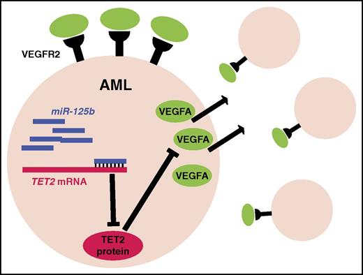 Model of the induction of a VEGFA autocrine loop by miR-125b. Overexpression of miR-125b inhibits translation of TET2, which in turn, through unclear mechanisms, results in increased VEGFA expression. VEGFA activates VEGFR2 on AML cells, resulting in increased survival and cellular proliferation.