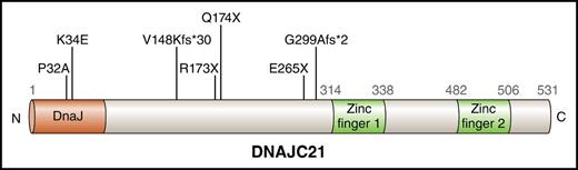 Functional domains within DNAJC21 are disrupted by homozygous mutations in individuals with the clinical bone marrow failure SDS. The J domain at the extreme N-terminus mediates interaction with heat shock protein 70 to stimulate its ATPase activity and is likely disrupted within its critical H-P-D motif by the P32A and K34E missense mutations. Nonsense mutations encoding premature stop codons are likely to result in nonsense-mediated decay of messenger RNA, and frameshift mutations caused by splicing mutations truncate the protein before the predicted C-terminal zinc finger domains. Professional illustration by Patrick Lane, ScEYEnce Studios.