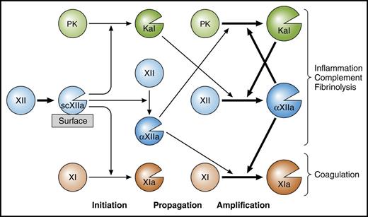 scXIIa proteolytic activity. Initiation of contact activation may arise when zymogen FXII interacts with polyphosphates, a negatively charged surface, to evolve proteolytic activity for small-molecular-mass chromogenic substrates (not shown) and proteins, PK, FXII, or FXI (XI). This form of FXII, which is the subject of the study by Ivanov et al in this issue of Blood, is newly appreciated and can be designated single-chain FXIIa, or scXIIa. Propagation of contact activation occurs when scXIIa activates PK to plasma Kal, FXII to a 2-chain αFXIIa (αXIIa), and FXI to active FXIa. Amplification of formed Kal and αXIIa occurs by reciprocal activation and results in induction of inflammatory, complement, and fibrinolytic pathways. In addition, αXIIa activates more XI, leading to thrombin formation via the intrinsic pathway of blood coagulation. Professional illustration by Patrick Lane, ScEYEnce Studios.