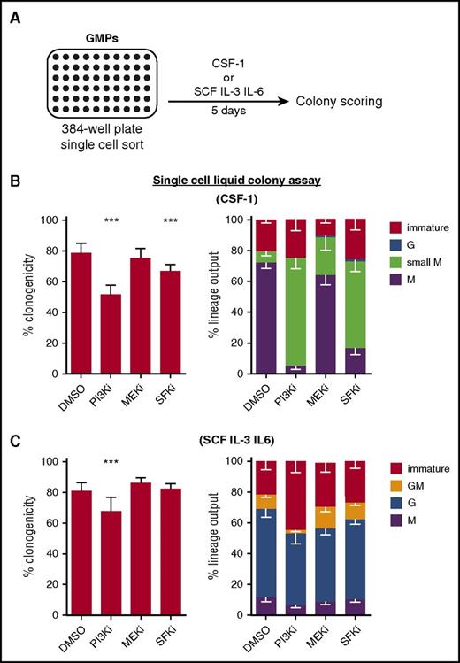 Figure 1. Chemical inhibition of signaling pathways is not sufficient to block CSF-1–mediated lineage instruction. (A) GMPs were sorted as single cells into 384-well plates containing medium with indicated cytokines, 10% FCS, and different signaling inhibitors. Colonies were identified after 5 days of culture according to morphology and lineage-specific markers (F4/80 for M and Ly6G for G). Immature colonies (including small colonies) consisted of cells negative for both markers. (B) Clonogenicity (ie, capability to form colonies existing of ≥2 cells) and lineage output of cells cultured in the presence of CSF-1 and indicated inhibitors (PI3Ki = 50 μM Ly294002; MEKi = 10 μM U0126; and SFKi = 2 μM SU6656). (C) Clonogenicity and lineage output of cells cultured in the presence of SCF, IL-3 and IL-6, and indicated inhibitors (n = 5 experiments). P values are shown as follows: ***P < .001 compared with DMSO control. DMSO, dimethyl sulfoxide; FCS, fetal calf serum.