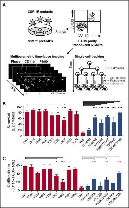 Figure 4. Time-lapse imaging reveals CSF-1R Y559 to be sufficient for CSF-1–mediated lineage choice. (A) Csf1r−/− preGMPs were FACS purified and transduced with lentiviruses encoding different CSF-1R mutants (supplemental Figure 3B-C). Transduced cells were purified, time-lapse imaged during CSF-1–mediated differentiation (Video 1), and tracked. (B) Percentage of surviving colonies. Dying colonies were defined as those with <2 cell divisions of undifferentiated cells. (C) Percentage of differentiating colonies (colonies with CD11bpos F4/80pos adherent cells at any timepoint) of all starting cells. Displayed Ywt and YEF data were pooled from all experiments. Total movies/colonies analyzed: Ywt (9/247), Y544F (3/55), Y559F (4/75), Y697F (3/45), Y706F (3/52), Y721F (3/81), Y807F (3/141), Y921F (4/114), Y974F (2/51), YEF (4/140), Y544AB (2/64), Y559AB (3/138), Y721AB (2/67), Y559/721AB (4/99), Y807AB (2/72), and Y559/807AB (4/115). For pairwise comparison, see supplemental Figures 6 and 7. Red bars represent single tyrosine mutants and controls, blue bars represent AB mutants. P values (calculated for data pairs) are shown as follows: *P < .05; **P < .01; ***P < .001 compared with Ywt (single tyrosine mutants) or YEF (AB mutants). AB, add back.