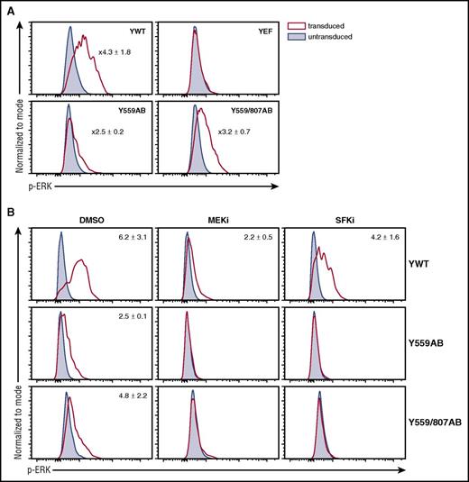 Figure 5. Y559 activates ERK via SFK signaling. (A) Csf1r−/− ivGMPs expressing indicated mutants were generated as described in Figure 4. Cells were stimulated with CSF-1 for 5 minutes and then stained against p-ERK. (B) Cells were pre-incubated with either a MEK (10 µM U0126) or SFK (2 µM SU6656) inhibitor for 1 hour prior to CSF-1 stimulation. Representative FACS plots of transduced and untransduced cells within the same sample are shown. Numbers represent average fold values ± SD (n = 3). p-ERK, phosphorylated ERK.