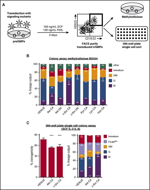 Figure 6. Enforced c-Src activity is sufficient to drive CSF-1–independent M differentiation of GMPs at the expense of granulocytic fate. (A) preGMPs were freshly isolated, and cultured in 100 ng/mL SCF and Flt3L while being transduced with lentiviruses encoding variants of signaling molecules CA or DN. After 3 days, transduced ivGMPs were either sorted and cultured in permissive colony assay medium (M3434, containing SCF, IL-3, IL-6, and EPO), or sorted as single cells into 384-well plates containing SCF, IL-3, IL-6, and 10% FCS. After 5 to 7 days in culture, colonies were enumerated and identified using lineage-specific markers (F4/80 for M and Ly6G for G). Immature colonies consisted of cells negative for both markers. (B) Lineage output in methylcellulose colony assay (clonogenicity VENUS = 49% ± 7.2% SD, Akt CA = 33% ± 7.4% SD, Akt DN = 39% ± 8.4% SD, c-Src CA = 35% ± 9.2%, c-Src DN = 51% ± 7.4% SD, Fyn CA = 45% ± 9.4% SD, Lyn CA = 52% ± 6.4% SD, and Hck CA = 46% ± 7.3% SD; n = 3 to 6 experiments). (C) Clonogenicity and lineage output of single cells cultured in 384-well plates (n = 4 to 5 experiments). P values are shown as follows: **P < .01; ***P < .001 compared with VENUS control (only calculated for M). CA, constitutive active; DN, dominant negative.