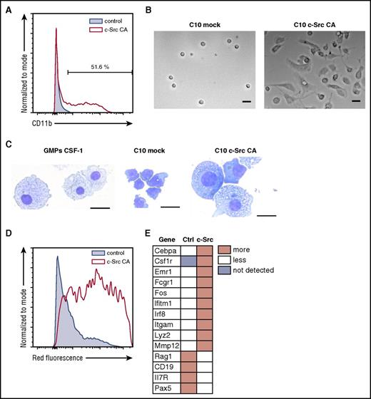 Figure 7. Constitutive c-Src signaling is sufficient to trans-differentiate pre-B cells to M-like cells. (A) C10 B-cell progenitors were infected with lentiviruses encoding CA c-Src and analyzed for CD11b expression after 6 days of culture. A representative FACS plot gated on transduced cells is shown (n = 3). (B) Only C10 cells transduced with c-Src CA give rise to adherent cells (right). Note: overgrowing nonadherent cells were washed away before image acquisition. Image was taken 8 days after transduction using a Nikon Eclipse Ti with a ×10 Plan Apochromat objective (NA 0.45) and a Hamamatsu Orca Flash 4.0 camera. (C) May Grünwald-Giemsa staining of adherent C10 cells transduced with c-Src CA reveals M-like morphology. Images were acquired with a Leica DMi1 equipped with a ×40 Plan objective (NA 0.5) and a color camera. Representative images are shown (n = 5 experiments). Scale bars represent 25 μm (B) and 20 μm (C). (D) Only cells transduced with c-Src CA phagocytose fluorescently labeled Escherichia coli. A representative FACS plot is shown (n = 3). (E) Cells transduced with c-Src CA upregulate M genes and downregulate B-cell genes (see supplemental Table 3 for absolute values) (n = 3).