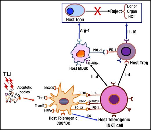 Figure 7. Summary of cell interactions and molecular products that prevent rejection of combined donor hematopoietic cell and organ transplants after conditioning with TLI and ATS. Lymphoid tissue radiation induces massive cell death and generation of apoptotic bodies that are recognized by host CD8+ DC receptors including Tim-4, DEC205, SIRPα, and Treml4. After TLI, the DCs become “tolerogenic” with IDO production, and upregulate surface molecules CD1d, Rae-1, and PDL-2 that interact with TCR, NKG2D, and PD-1 receptors on host NKT cells. NKT cells polarize their cytokine production toward IL-4, and interact with host Tregs to upregulate PD-1 and polarize their cytokine production toward IL-10. The “tolerogenic” NKT cells also activate host MDSCs to upregulate PDL-1 and IL-4Rα, and to secrete arginase-1. Activated innate and adaptive host immune cells suppress rejection by host Tcons, and promote chimerism and organ graft acceptance. HCT, hematopoietic cell transplantation.
