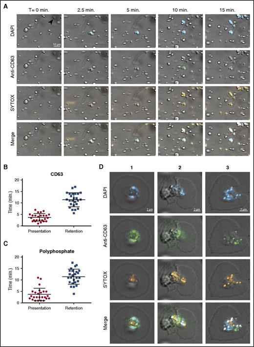 Figure 1. Polyphosphate is retained on the platelet surface after degranulation. (A) Time series of platelet adhesion and spreading on immobilized VWF under flow. Polyphosphate was tracked with DAPI (blue) and SYTOX (orange). Degranulation was detected by an anti-CD63 antibody (green). Microscopic images were acquired at a magnification of ×1000. A scale bar is shown in the upper left panel (10 μm). All images are shown at the same magnification. Times (above) represent the time course, starting from the moment of first stable platelet adhesion in the image field (indicated by arrow in upper left panel). (B-C) Individual spreading platelets were visually inspected (n = 25, derived from videos of >3 separate experiments). Approximately 4 minutes after initial adhesion, both CD63 and polyphosphate appeared on the platelet surface (“Presentation”'). The fluorescence of both these markers persisted for the remainder of the experiments (“Retention”). (D) Localization of polyphosphate and CD63 on spreading platelets after >20 minutes. T, time.
