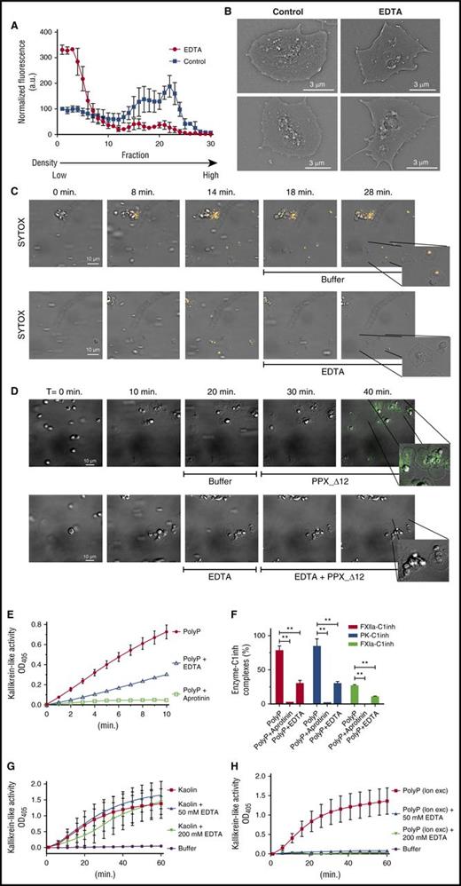 Figure 5. Polyphosphate nanoparticle formation depends on divalent metal ion incorporation and promotes contact system activation. (A) Fractionation of SYTOX-supplemented platelet lysate by ultracentrifugation on sucrose density gradients in the absence or presence of EDTA (250 mM). Data show normalized means ± standard deviation of 3 independent fractionation experiments. (B) Scanning electron microscopy of spreading platelets in the absence or presence of EDTA (250 mM). (C-D) Platelet adhesion and spreading on immobilized VWF under flow. A scale bar is shown in the left panel (10 μm). All images are shown at the same magnification; insets show indicated areas at higher magnification. Times (above) represent the time course, starting from the moment of first stable platelet adhesion in the image field. (C) Polyphosphate exposure was tracked with SYTOX (orange). After 15 minutes, either buffer or EDTA (50 mM) was perfused over spread platelets. (D) Polyphosphate exposure was detected by the binding of Alexa488-conjugated PPX_Δ12 (green) after 25 minutes of platelet spreading in the absence or presence of EDTA (250 mM). Microscopic images were acquired at a magnification of ×1000. A scale bar (10 μm) is shown in the first panel of the series. All images are shown at the same magnification. Times (indicated above) represent the time course, starting from the first moment of stable platelet adhesion in the image field. Insets show indicated areas at higher magnification. Images are representative for experiments that were performed >3 times. (E-F) Plasma contact system activation by 50 µg/mL calcium-preadsorbed synthetic short-chain polyphosphate (PolyP; 70-mers). (E) Kallikrein-like activity was monitored by conversion of a chromogenic substrate and (F) formation of enzyme-C1 inhibitor complexes in plasma (after 15 minutes). Where indicated, contact system activation was triggered in the presence of aprotinin (100 U/mL) or by polyphosphate (PolyP) that was pretreated with EDTA (100 mM) for 10 minutes prior to contact system activation. 100% indicates the amount of complexes that are formed in plasma when exposed to positive control contact activators for 30 minutes. **P < .01, analyzed by unpaired Student t test. (G-H) Kaolin (1.5 µg/mL) or anion exchange–purified platelet polyphosphate (20 µM; expressed as monophosphate units) triggered kallikrein-like activity in the absence or presence of EDTA, monitored by chromogenic substrate conversion.