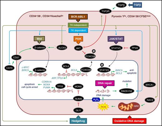 Figure 2. General features and critical pathways that contribute to CP CML LSCs being quiescent, refractory to apoptosis, and prone to DNA damage. Typically LSCs represent 1% to 5% of the bulk CML CD34+ cells, are enriched by FACS as CD34+CD38−, and show more variable levels of Ph+ cells than bulk CML CD34+ cells. Some researchers also include Lin−/CD90+/CD45RA− cells as part of the CD34+CD38− LSC definition.112 Other FACS approaches can also be used to isolate LSCs by using Hoechst, Pyronin Y, and carboxyfluorescein succinimidyl ester (CFSE) intracellular staining in combination with CD34 to identify quiescent/undivided cells.39,46,47,147 CD34+CD38− CML cells from patients at diagnosis that retain high levels of CFSE (CFSEmax) or are CD34+ and both Hoechstlo and Pyronin Ylo, and survive exposure to TKI, are often considered surrogate in vitro models for the TKI-resistant cells found in patients with LSC persistence. The schematic diagram of the LSC shows key (but not exhaustive) pathways and components and whether the published evidence points to TKI-dependent (blue) or independent (olive green) mechanisms of regulation. Dotted lines denote translocation of components from the cytoplasm (light red) to the nucleus (white). TK, tyrosine kinase. Activation and repression are denoted according to convention. Specific details of each pathway are described in the text.