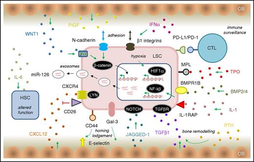 Figure 3. LSC survival signaling in the CP CML BMM. The schematic diagram of the BMM shows key (but not exhaustive) pathway components that mediate signaling between the LSC (light red) and other BMM cell types. HSC is shown in blue. OB, osteoblast cells (tan). Ligands involved in various signaling pathways are shown as small, colored spheres. IL-1/IL-1RAP regulates NFKβ signaling in LSCs and can be blocked using a monoclonal antibody to IL-1RAP.135 MPL, the thrombopoietin (TPO) receptor, regulates JAK/STAT signaling and CML patients with high MPL expression on their LSCs have reduced sensitivity to BCR-ABL1 kinase inhibition with TKI, but a higher sensitivity to JAK inhibitors.139 Leukemic progenitor expansion is driven by exposure of LSC, overexpressing BMPR1B, to BMP2 and BMP4.127 The CML BMM is also thought to overexpress the NOTCH ligand JAGGED-1, implicating NOTCH signaling in LSC quiescence.138 LSCs stimulate the production of placental growth factor (PIGF) by BM stromal cells that work in a positive feedback loop to increase angiogenesis of the BM and promote CML cell proliferation through FLT1 (VEGFR1) signaling.140 Stimulation of BM osteoblasts with parathyroid hormone (PTH) resulted in bone remodelling and production of TGF-β1, eradicated LSCs by stimulating TGF-β signaling142 (the opposite effect to other reports of TGF-β signaling in LSCs58,122). Similarly, others have shown that expansion of the osteoblast layer of the CML BMM can contribute to creating a hostile environment for HSCs; these effects are mediated by TPO, CCL3, and direct cell–cell interactions that alter TGF-β, NOTCH, and pro-inflammatory signaling in the remodelled osteoblasts.148 Other abbreviations are as described in the text. Other features are as described in Figures 2 and 3.