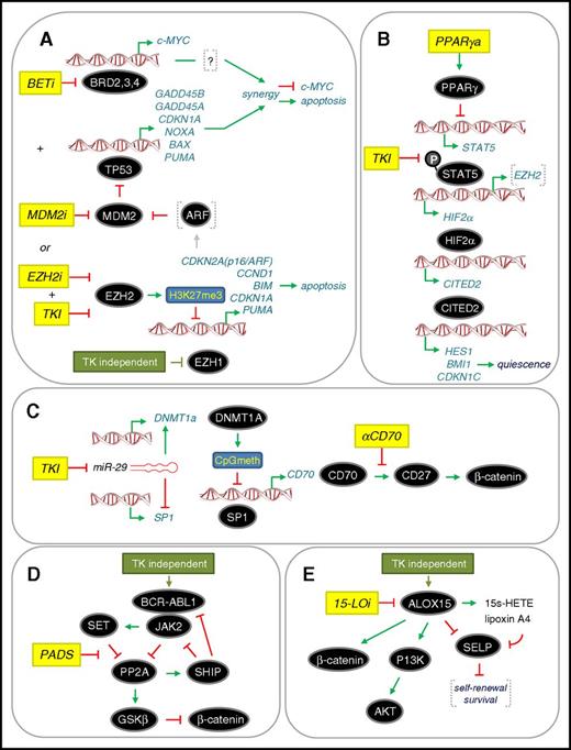 Figure 4. Recent therapeutic approaches to target the eradication of CP CML LSC. (A) Dual targeting of c-MYC and TP53 (p53) or combined treatment with TKI and EZH2 inhibitor (EZH2i).98,100,101 Both approaches converge on upregulating p53-mediated apoptosis through different mechanisms. BETi and MDM2i lead to synergistic repression of c-MYC transcription and upregulation of p53 target genes. A dependency on EZH2 for LSC survival is accompanied by a TKI-independent downregulation of EZH1. (B) Inhibition of STAT5 upstream of the HIF2α-CITED2 pathway that governs LSC quiescence. Combining a PPARγ activator (PPARγa) with TKI102,103 inhibits STAT5 transcription and STAT5 phosphorylation, respectively, and downregulates HIF2α-CITED2 leading to LSC exit from quiescence. (C) Inhibition of noncanonical Wnt/β-catenin signaling mediated by CD70/CD27. TKI upregulates the Wnt/β-catenin pathway by inhibiting miR-29 expression, facilitating both increased CD70 expression and CD70/CD27 receptor/ligand interaction. Treatment with a monoclonal antibody that blocks the CD70/CD27 interaction (αCD70) in a TKI background blocks the pathway.66,67 (D) Activation of PP2A to inhibit a novel CML network driven by JAK2-β-catenin signaling. PP2A activating drugs (PADs) disrupt the PP2A-SET interaction, thereby allowing PP2A reactivation, which inhibits BCR-ABL1 recruitment of JAK2 (TKI-independent) and impairs β-catenin signaling through GSK-3β activation.77 (E) Inhibition of ALOX15 to inhibit β-catenin and PI3K/AKT signaling. Knockdown of ALOX15 or treatment with a 15-LO inhibitor (15-LOi), which blocks ALOX15 enzymatic activity, reduced LSC survival in association with reduced PI3K/AKT and β-catenin levels. This “kill” phenotype was rescued by loss of p-selectin (SELP), which is thought to negatively regulate LSC self-renewal and survival.106 Activation and repression are denoted according to convention. Drug treatments are shown in yellow. Further details are described in the text.