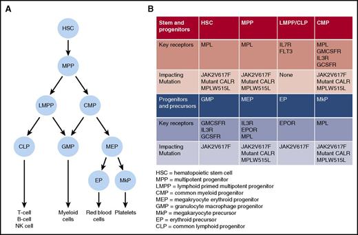Figure 1. Key somatic mutations and growth factor receptors important for MPN development. (A) Simplified “roadmap” of hematopoietic development. (B) Distribution of key growth factor receptors in different stem, progenitor, and precursor cell populations. For each population, potential impact of JAK2V617F, CALR, or MPL mutation is indicated.