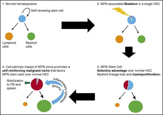 Figure 2. Key steps during MPN development from normal hematopoiesis following acquisition of an MPN-initiating mutation in a single HSC. The mutant HSC acquires a selective advantage over normal HSC and also promotes myeloid differentiation, eventually leading to a myeloproliferative phenotype. The expanded, abnormal myeloid clone disrupts the bone marrow microenvironment, promoting a self-reinforcing malignant niche that favors MPN stem cells over normal HSC and leads to eventual mobilization of MPN HSC into the peripheral blood (PB).