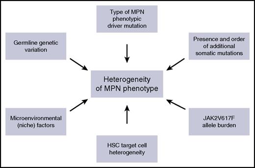 Figure 3. Summary of the factors that influence phenotypic heterogeneity in MPNs.