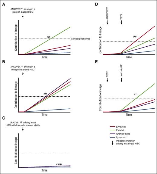 Figure 4. Disease heterogeneity following acquisition of the JAK2V617F mutation in a single HSC. X-axis represents time following acquisition of JAK2V617F indicated by the arrow. Y-axis represents relative contribution from this HSC clone to each lineage, indicated by color. (A) JAK2V617F occurs in a platelet-biased HSC resulting in ET. (B) JAK2V617F occurs in a lineage-balanced HSC resulting in PV with trilineage myeloproliferation. (C) JAK2V617F occurs in an HSC with limited self-renewal capability resulting in CHIP. (D) JAK2V617F precedes acquisition of a TET2 mutation resulting in a PV phenotype. (E) TET2 precedes acquisition of a JAK2V617F mutation resulting in an ET phenotype. (A-C) represent hypotheses to explain how HSC heterogeneity may influence MPN phenotype. (D-E) represent an interpretation of published data demonstrating that the order in which JAK2V617F and TET2 mutations are acquired influences MPN phenotype.