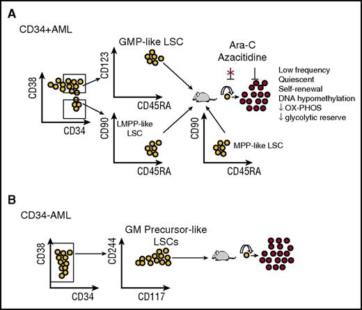 Figure 2. Immunophenotype and biological characteristics of CD34+ and CD34−AML LSCs. (A) AML LSCs in CD34+ AML are primarily detected within LMPP-like (CD34+CD38−CD90−CD45RA+) and GMP-like (CD34+CD38+CD123+CD45RA+) subpopulations when engrafted into NSG mice. Less frequently they are detected in a dominant MPP-like (CD34+CD38−CD90−CD45RA−) subpopulation. Nevertheless, the stability of these markers after chemotherapy has not been rigorously tested, and there is likely to be considerable plasticity between these populations. LSCs are resistant to chemotherapy and give rise to non-LSC leukemic cells. OX-PHOS, oxidative phosphorylation. (B) AML LSCs in CD34− AML are primarily detected within a precursor GM-like (CD34−CD117+CD244+/−) subpopulation based on recent studies. Upon engraftment, these cells give rise to non-LSC leukemic cells. These findings have yet to be validated in additional studies but indicate a striking contrast with CD34+ AML and possibly a more mature myeloid cell of origin that has acquired self-renewal properties.