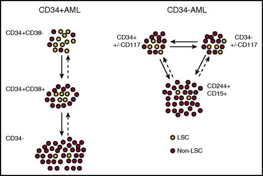 Figure 3. Hierarchical relationships between LSCs in CD34+ and CD34−AML at diagnosis. Xenograft models suggest that CD34+ AML is arranged in a semihierarchical structure resembling normal hematopoiesis (left). In many patients, there is an increased LSC frequency in the CD34+CD38− population, which in turn gives rise to a CD34+CD38+ population with a reduced LSC frequency, but reversible plasticity is likely to be present in many cases. In infrequent cases, CD34− cells also contain rare LSCs. In CD34− AML, CD34+ and CD34− populations have similar LSC frequencies and gene expression profiles that most resemble precursor GM cells (right). The CD34− LSCs may express progenitor markers such as CD117 and myeloid antigens such as CD15 and CD244, and both in turn give rise to a non-LSC population with a mature myeloid immunophenotype.