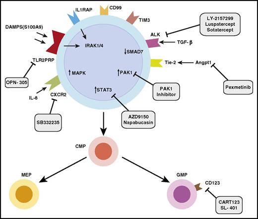 Figure 2. Identification and therapeutic targeting of aberrant stem and progenitor cells in MDSs. Diagram of MDS stem and progenitor cells demonstrates overexpressed markers such as IL1RAP, CD99, and TIM3. Overexpressed pathways include innate immune signaling pathways, Pak1, STAT3, and TGF-β signaling pathways. Various therapeutic approaches in development targeting these pathways are shown. ALK, anaplastic lymphoma kinase; CART123, chimeric antigen receptor T-cell 123; DAMPS: damage associated molecular patterns; TLR2PRR: TLR2-centered pathogen recognition receptor.