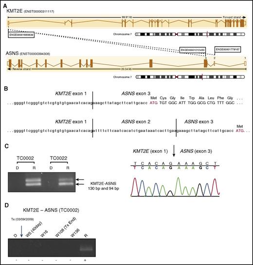 Figure 1. Identification and validation of the KMT2E-ASNS fusion transcripts in 2 relapsed childhood ETP-ALL patients. (A) Fusion transcripts KMT2E-ASNS containing KMT2E exon 1 (5′UTR) linked to the entire coding sequence of ASNS identified in the relapse material of both childhood ETP-ALL patients (TC0002 and TC0022) by RNA sequencing (RNA-seq). The dotted lines indicate observed exon junctions. Filled boxes correspond to coding sequences and small unfilled boxes correspond to UTRs (the first 23 bp of ASNS exon 3 are part of the 5′ UTR). (B) Complementary DNA (cDNA) sequence at exon junctions for the 2 transcript isoforms identified from RNA-seq data. (C) Validation of the fusion transcripts by RT-PCR and Sanger sequencing for both patients. (D) RT-PCR performed on the different time points of 4 samples taken from TC0002s patient on diagnosis, during and after treatment (W5, W16, W108, and W136), and on relapse showing the evolution of the KMT2E-ASNS alteration. KMT2E-ASNS is not detected until relapse (154 weeks after treatment end). D, diagnosis; R, relapse; Tx, treatment; W, week.