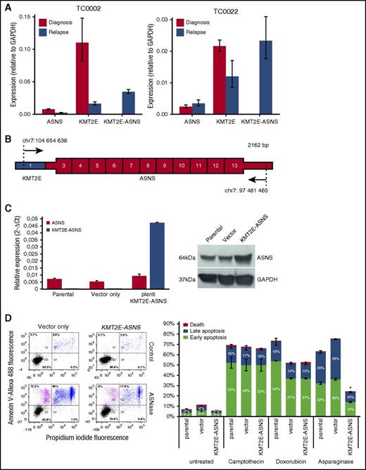 Figure 2. Relative expression and functional analysis of the KMT2E-ASNS chimera. (A) RT-qPCR analysis of relative expression levels for endogenous KMT2E and ASNS as well as KMT2E-ASNS fusion transcripts in diagnosis and relapse samples of childhood ETP-ALL patients TC0002 and TC0022. Expression levels of KMT2E-ASNS at relapse are 4.6-fold and 9.7-fold higher than endogenous ASNS levels at diagnosis for TC0002 and TC0022, respectively. Expression levels of KMT2E are 6.7-fold and 1.8-fold lower in the relapse samples compared with diagnosis for TC0002 and TC0022, respectively. The vertical bars show 95% confidence intervals according to Student t distribution. Glyceraldehyde-3-phosphate dehydrogenase (GAPDH) expression level was used for reference. (B) Schematic representation of the novel KMT2E-ASNS fusion transcript amplified from TC0002s patient cDNA, subcloned into a pLenti vector and transduced in the MOLT-4 cell line. Exon 1 of KMT2E is shown in blue, and ASNS exons 3 to 13 are shown in red. UTRs are drawn thinner than coding regions. The primers used for amplification are depicted as arrow with the genomic position (hg19) of their first (5′) aligned base. (C) RT-qPCR analysis of relative expression levels for KMT2E-ASNS fusion transcripts in cell transduced MOLT4 cell line. Expression levels of ASNS and KMT2E-ASNS in transduced MOLT4 cell line show a fivefold higher KMT2E-ASNS level compared with wild-type and MOLT4 transduced cell line with vector only. The vertical bars show 95% confidence intervals according to Student t distribution. GAPDH expression level was used for reference. ASNS protein level was shown higher in KMT2E-ASNS transduced cell line compared with wild-type and empty vector’s cell lines (D) Apoptosis assay showing close to 30% reduction in apoptosis in KMT2E-ASNS–positive MOLT-4 cells compared with vector only (pLenti) transduced cells. Apoptosis profile of parental (data not shown) and transduced MOLT-4 cells was determined by flow cytometry using annexin V–Allexa488/ propidium iodide (PI). The numbers in each quadrant indicate the percentage of cells from a total of 10 000 cells. Viable cells appear in the lower left-hand quadrant (PI and annexin V negative), whereas cells in the upper left-hand quadrant and in the upper right-hand quadrant denote early and late apoptotic cells, respectively. The lower right-hand quadrant represents dead cells. Camptothecin and doxorubicin were used as negative control to assess the specificity of l-asparaginase. The apoptosis data presented are representative of 3 independent experiments for each of the 2 biological replicates. *P ≤ .05 according to Mann-Whitney U test for the early and late apoptosis of KMT2E-ASNS cell line compared with empty vector cell line.