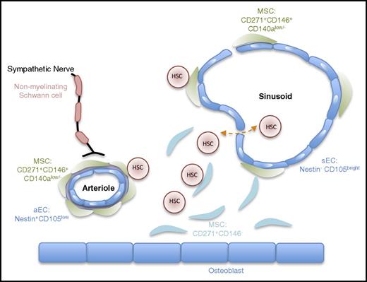 Figure 1. Schematic view of the anatomical structure of the human hematopoietic niche. This schema provides a simplified view of the cellular architecture of the human BM niche. It reflects the idea that hHSCs are mainly found in close proximity to the vasculature in direct contact with CD271+ MSCs.3,9 Similar to the mouse BM niche, arterioles and capillaries near the endosteum are ensheated by sympathetic nerve fibers.10 Surface markers distinguishing different cellular subsets are also indicated. CD146+ MSCs are close to the vasculature.11 Nestin and endoglin (CD105) have been proposed to mark arteriolar and sinusoidal ECs, respectively.5,20