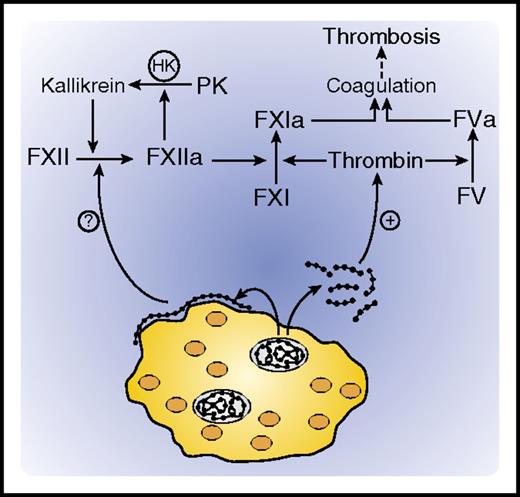Activation of coagulation by platelet polyphosphate. Platelet dense granules contain polyphosphate polymers (shown as beads) and high concentrations of calcium. Upon platelet activation, polyphosphate polymers of varying sizes are released. Shorter polymers are soluble and promote coagulation by serving as cofactors for thrombin-mediated activation of FXI and FV, whereas longer polymers deposit as nanoparticles on the platelet surface, where they may initiate coagulation by activating FXII. HK, high molecular weight kininogen; PK, prekallikrein.