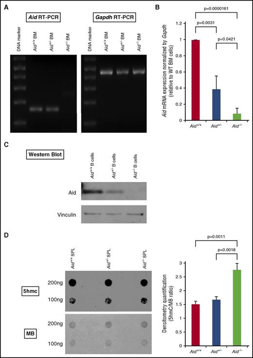 Figure 1. Disrupted Aid expression and enzymatic activity in Aid knockout cells. (A) Whole BM cells were collected from WT, Aid+/−, and Aid−/− adult mice around 8 weeks old. Total RNA was extracted from these cells and mRNA expression of Aid and Gapdh was confirmed by semiquantitative RT-PCR. (B) mRNA expression levels of Aid were measured by RT-PCR using BM cells from WT, Aid+/−, and Aid−/− adult mice. Data were analyzed by the Δ cycle threshold (Ct) ratio technique using the murine Gapdh gene as a housekeeping gene. Results are presented as the ratio of the Aid+/− or Aid−/− value to the WT value. The data are mean ± standard deviation (SD) (n = 3 for each genotype). (C) CD43− naive splenic B cells were isolated from WT, Aid+/−, and Aid−/− adult mice and stimulated with lipopolysaccharide (LPS) and interleukin 4 (IL-4). Total protein was extracted from stimulated cells and western blot against Aid and Vinculin were performed. (D) Whole splenic cells were collected from WT, Aid+/−, and Aid−/− adult mice around 6 months old. Total DNA was extracted from these cells and dot-blot assay was performed to detect 5hmC. Membrane was stained with MB to detect DNA loading control. Blot density was quantified by Image J software using blots derived from 100 ng of DNA. Right bar graph shows the ratio of the 5hmC value to the MB value. The data are mean ± SD (n = 3 for each genotype). MB, methylene blue; SPL, spleen.