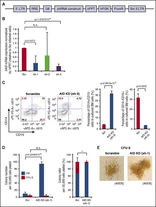 Figure 5. AID knockdown in human BM cells causes skewed differentiation toward myelomonocytic lineage. (A) Schema of short hairpin RNA (shRNA) construct against human AID cloned into pLKO.1 vector. (B) Human BM CD34+ cells were transduced with 3 lentiviral vectors expressing short hairpins (sh) against human AID (hAID), and mRNA expression was measured by RT-PCR. Data were analyzed by the Δ Ct ratio technique using human HPRT gene as a housekeeping gene. Results are presented as the ratio of the sh-AID value to the scramble value. The data are mean ± SD (n = 3 for each hairpin). (C) Scramble or sh-3 transduced human BM CD34+ cells were cultured in serum-free StemSpan medium supplemented with IL-3, FLT3L, stem cell factor (SCF), and granulocyte colony-stimulating factor (G-CSF) to monitor GM differentiation in vitro. The left figure shows the representative immunophenotype of CD14/CD15 in cultured cells. The right bar graph shows the percentage of CD14+/CD15− or CD14−/CD15+ cells in cultured cells. The data are mean ± SD (n = 3 for each arm). (D) Scramble or sh-1 transduced human BM CD34+ cells were cultured in methylcellulose medium (H4434) for 9 days and colony numbers were counted. Left bar graph shows the number of GM and CFU-E colonies in each arm. Right bar graph shows the percentage of GM and CFU-E colony in each arm. Thirty thousand cells were plated per well in triplicate. Data are representative of 2 independent experiments. The data are mean ± SD. *P = .0172 (percentage of CFU-E in Scr vs AID-KD). (E) Representative images of CFU-E colony derived from scramble or AID-silenced (sh-1 transduced) cells in indicated magnification. 5′LTR, 5′ long terminal repeat; cPPT, central polypurine tract; hPGK, human phosphoglycerate kinase; KD, knockdown; PuroR, puromycin resistance gene; RRE, Rev response element; Scr, scramble; Sin 3′LTR, self-inactivating 3′ long terminal repeat; U6, human U6 promoter.