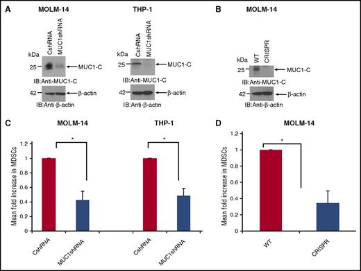 Figure 5. MUC1 is critical in the expansion of MDSCs. Stable MOLM-14 and THP-1 AML cell lines silenced for the expression of MUC1 protein were generated by lentiviral transduction of shRNA or control vector. (A) Lysates were prepared and cells analyzed for MUC1 expression using Western blotting. MOLM-14 cells were silenced for MUC1 expression using CRISPR/Cas9 technology to validate the silencing. (B) Lysates were prepared and cells analyzed for MUC1 expression using Western blotting using β-actin as a loading control. Healthy PBMCs and irradiated, fluorescently labeled MUC1-silenced and control AML cells were cocultured for 5 days at a ratio of 100:1 (PBMC:AML). After coculture, cells were analyzed with flow cytometry, and fluorescently labeled blast cells were excluded; CD11b+/HLA-DR−/CD33+ MDSCs were quantified as a percentage of immature CD11b+/HLA-DR− myeloid cells. Summary of three independent experiments for (C) MUC1- silenced MOLM-14 and THP-1 AML cells and (D) CRISPR/Cas9 MUC1-silenced MOLM-14 cells are shown (*P < .05). CRISPR, clustered regularly interspaced short palindromic repeats; IB, immunoblot; WT, wild-type.