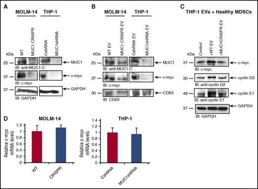 Figure 6. MUC1 promotes c-myc expression in EVs, which leads to upregulation of cyclin D2 and E1 in cocultured MDSCs. Stably transduced cell lines silenced for the expression of MUC1 protein were generated by lentiviral transduction of shRNA or CRISPR/Cas9 technology. Control shRNA or wild-type cells were used as controls. Lysates were prepared, and MUC1 and c-myc expression was assessed using Western blot analysis (A) in AMLs cells and (B) in isolated secreted EVs generated from MOLM-14 and THP-1 cells. Glyceraldehyde-3-phosphate dehydrogenase (GAPDH) and CD63 were used as loading controls. CD11b+/HLA-DR−/CD33+ MDSCs were isolated from healthy donor PBMCs and cultured for 48 hours with EVs isolated from the culture medium of THP-1 cells. (C) PBMCs were lysed and subjected to immunoblot for c-myc and cyclins D2 and E1. GAPDH was used as a loading control. RNA was isolated from MUC1-silenced MOLM-14 and THP-1 cells and subjected to qPCR with primers against c-myc. (D) The c-myc expression in MUC1-silenced MOLM-14 and THP-1 is quantified in relation to control cells; a summary of three experiments is shown.