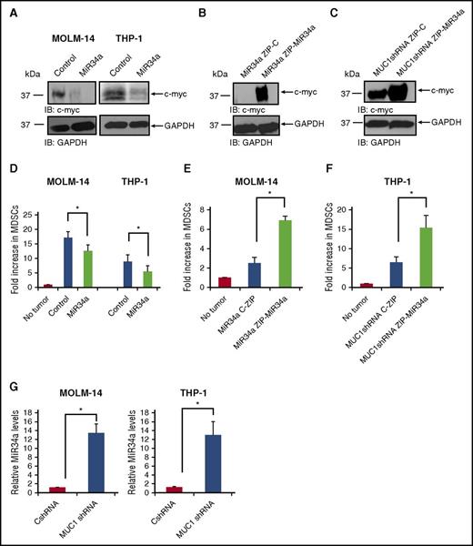 Figure 7. MUC1 regulates c-myc expression via miR34a in AML cells. MOLM-14 and THP-1 cells were transduced with a miR34a mimic or control, using lentiviral transduction. (A) Lysates were prepared, and c-myc expression was assessed using Western blot analysis. MOLM-14 AML cells overexpressing miR34a were then silenced for miR34a, by lentiviral transduction of miR34a-ZIP or control. (B) Lysates were prepared, and c-myc expression was assessed using Western blot analysis. THP-1 AML cells silenced for MUC1 expression using specific MUC1 shRNA were silenced for miR34a, using lentiviral transduction of miR34a-ZIP or control. (C) Lysates were prepared and c-myc expression was assessed using Western blot analysis. Healthy PBMCs were cocultured with irradiated, fluorescently labeled AML cells with overexpressed miR34a levels, for 5 days at a ratio of 100:1 (PBMC:AML). After coculture, cells were analyzed with flow cytometry, and fluorescently labeled blast cells were excluded; CD11b+/HLA-DR−/CD33+ MDSCs were quantified as a percentage of immature CD11b+/HLA-DR− myeloid cells. (D) A summary of three independent experiments is shown for MOLM-14 and THP-1. Similarly, MDSCs were detected in coculture of PBMCs with miR34a-silenced AML cells MOLM-14 (n = 3) (E) and THP-1 AML cells (n = 3) (F). RNA was isolated from miR34a-overexpressing or miR34a-silenced AML cells and subjected to qPCR with primers against miR34a. (G) The miR34a expression in MUC1-silenced MOLM-14 and THP-1 is quantified in relation to control cells; a summary of three experiments is shown. *P < .05.