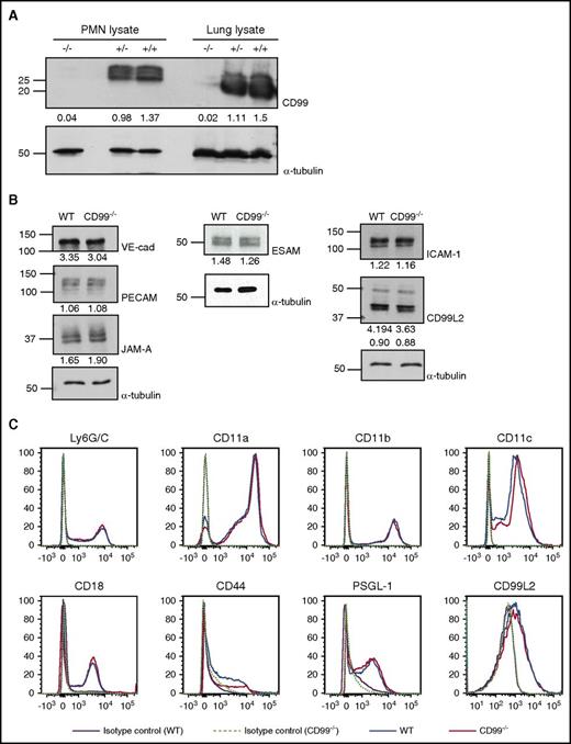Figure 1. Expression of adhesion receptors other than CD99 is not affected by CD99 gene inactivation. (A) Detergent lysates of bone marrow–derived neutrophils or complete lungs from WT (+/+), heterozygous (+/−), or homozygous (−/−) CD99 gene–inactivated mice were immunoblotted for CD99 or α-tubulin (as indicated). Band intensities normalized to α-tubulin control are indicated below the blots. (B) Endothelial cells isolated from skins of either WT mice or CD99−/− mice were immunoblotted for the indicated antigens; quantification of the signals was standardized to α-tubulin signals (indicated below). (C) Fluorescence-activated cell sorting analysis of bone marrow–derived polymorphonuclear neutrophils (PMNs) of CD99−/− (red) and WT mice (blue) for the indicated antigens; purple solid lines and light green dotted lines mark antibody-isotype controls for WT and CD99−/− mice, respectively. VE-cad, VE-cadherin.