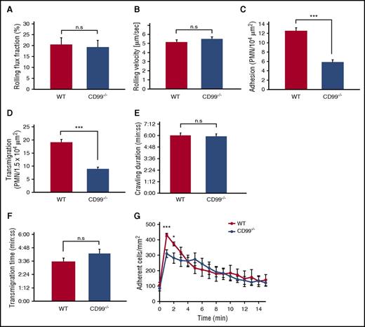 Figure 2. CD99 deficiency impairs leukocyte adhesion and extravasation in the inflamed cremaster. (A-D) WT mice (red bars) and CD99−/− mice (blue bars) were analyzed by intravital microscopy of cremaster tissue after 2 hours of TNF-α stimulation for (A) rolling flux fraction, (B) rolling velocity, (C) adherent leukocytes, and (D) extravasated leukocytes. Results are displayed as mean ± standard error of the mean (SEM) for 5 animals per group (n = 34 for WT and n = 39 for CD99−/− mice, with n being the number of vessels). **P < .01 and ***P < .001 (supplemental Table 1 shows hemodynamic parameters). (E-F) Confocal intravital microscopy of the cremaster of Ly-EGFP bone marrow–transplanted WT and CD99−/− mice, stimulated intrascrotally with 500 ng of TNF-α for 90 minutes, followed by intravenous injection of Alexa 555–coupled PECAM monoclonal antibody, and captured in 30-minute videos. The tracking tool in the Imaris software (Bitplane) was used to determine (E) duration of intraluminal crawling and (F) transendothelial migration (minutes:seconds) in WT (red) and CD99−/− (blue) mice. Results are displayed as mean ± SEM (n = 8 WT mice, leukocytes = 18; n = 7 CD99−/− mice, leukocytes = 13). Not significant (n.s.), as per Student t test. (G) Chemokine-driven arrest of leukocytes in postcapillary venules of the cremaster was analyzed in WT mice (red dots) and CD99−/− mice (blue dots). Videos were made 15 seconds before and every minute from 1 to 15 minutes after injection of CXCL1 (600 ng) into the carotid artery. Data are shown as mean ± SEM (n = 5 WT mice; n = 6 CD99−/− mice). *P < .05 and ***P < .001; n.s. as per Student t test.