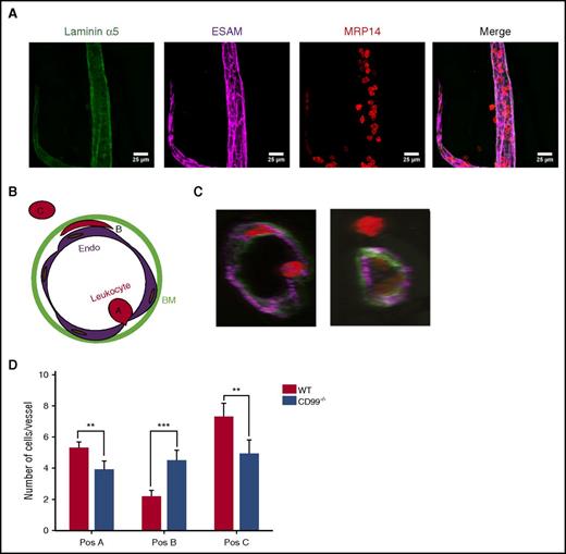 Figure 3. CD99 gene inactivation affects neutrophil extravasation at 2 steps. Three-dimensional (3D) confocal image analysis of cremaster was used to determine sites of arrest of transmigrating leukocytes in WT and CD99−/− mice. Mice were injected intrascrotally with interleukin-1β (50 ng) for 4 hours, cremaster muscles were prepared from the sacrificed animals, and whole mounts were immunostained for laminin α5 (green), ESAM (purple), and MRP14 (red) to stain the basement membrane, endothelial cells, and leukocytes, respectively. (A) Representative image of a blood vessel used for 3D analysis and evaluation. The first 3 panels show single stainings for the basement membrane (green), endothelium (purple), and leukocyte (red), only, and the last panel shows the merger of all 3 channels. Bars represent 25 µm. (B) Schematic drawing illustrating the criteria used to delineate the 3 positions in which leukocytes are found during extravasation. Position A includes leukocytes that are adhered to the endothelium and usually appear round, position B includes leukocytes which are trapped between the endothelium and the underlying basement membrane and appear flat and oriented parallel to the blood vessel, and position C includes cells which have transmigrated into the tissue. (C) Representative cross-sections of vessels with leukocytes in the 3 positions. (D) Graph presenting the absolute numbers of leukocytes per vessel segment in each of the 3 positions. Data are shown as mean ± standard error of the mean (n = 51 vessels for CD99−/− and n = 52 vessels for WT mice). **P < .01 and ***P < .01, as per Mann-Whitney U test.