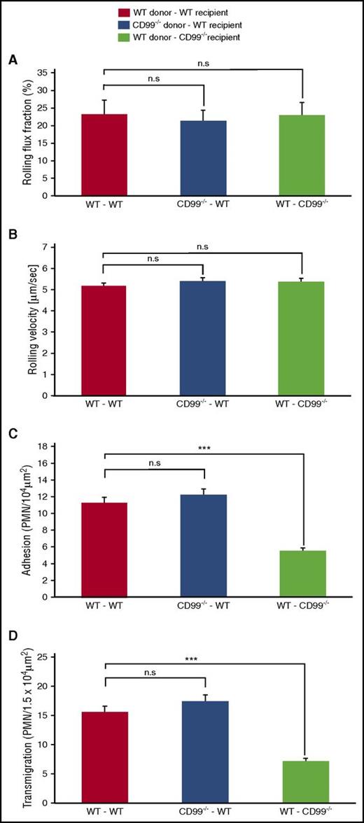Figure 5. CD99 is required on endothelial cells but not on neutrophils for extravasation from cremaster venules. WT- and CD99−/−-recipient mice were lethally irradiated and transplanted with donor bone marrow as follows: WT donors into WT recipients (red bars), CD99−/− donors into WT recipients (blue bars), and WT donors into CD99−/− recipients (light green bars). Six weeks later, mice were analyzed by intravital microscopy of the cremaster after 2 hours of TNF-α stimulation for (A) rolling flux fraction, (B) rolling velocity, (C) numbers of adherent leukocytes, and (D) extravasated leukocytes (supplemental Table 2 shows hemodynamic parameters). Results are displayed as mean ± standard error of the mean for 5 mice per group, with a total of 35, 33, and 34 vessel segments per group, respectively. ***P < .001 and n.s. as per 1-way analysis of variance. PMN, polymorphonuclear neutrophil.