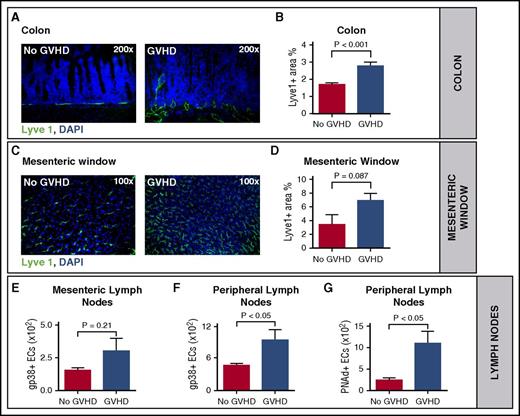 Figure 1. Acute GVHD is associated with lymphangiogenesis during experimental GVHD. (A) Representative images of increased lymphangiogenesis in the colon during GVHD (right) versus no GVHD (left) on day +15 after HSCT. Colon sections of HSCT recipients with GVHD and without GVHD were stained with Lyve1 antibody (green) and counterstained with the nuclear stain 4′,6-diamidino-2-phenylindole (DAPI). (B) Quantification of the Lyve1 positive area in the colon on day +15 after HSCT (n = 5 per group). (C) Lymph vessels in the mesenteric window during GVHD (right) versus no GVHD (left) on day +15 after HSCT. Isolated mesenteric windows of HSCT recipients with GVHD versus no GVHD were stained with Lyve1 antibody (green) and counterstained with DAPI. (D) Quantification of the Lyve1 positive area in the mesenteric window on day +15 after HSCT (n = 4, no GVHD; n = 5, GVHD). (E-F) Quantification of lymphatic endothelial cells (gp38+ ECs) via fluorescence-activated cell sorter (FACS). Endothelial cells were isolated from mesenteric (n = 6 per group) (E) and peripheral (n = 3 per group) (F) lymph nodes of HSCT recipients with GVHD versus no GVHD on day +7 after HSCT. (G) Quantification of peripheral lymph node addressin (PNAd)–positive endothelial cells in peripheral lymph nodes of HSCT recipients with GVHD versus no GVHD (n = 3 per group). Error bars indicate mean ± SEM; significance was tested with an unpaired Student t test. (A-E) LP/J → C57BL/6 (1.5 × 107 BM cells, 2 × 106 splenic T cells). (F-G) C57BL/6 → BALB/c (5 × 106 BM cells, 1 × 106 splenic T cells).