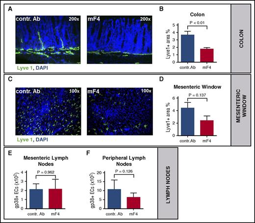Figure 3. Anti-VEGFR-3 treatment results in inhibition of GVHD-associated lymphangiogenesis. Allo-HSCT recipients received intraperitoneal injections of 1 mg anti-VEGFR-3 antibody (mF4-31c1) or control antibody every second day from day 0 to day +10 or day +14: LP/J or 129/SV → C57BL/6, conditioning with Bu/Cy, allo-HSCT with 1.5 × 107 BM cells, 2 × 106 T cells. (A) Visualization of the reduction of lymphangiogenesis after anti-VEGFR-3 treatment in the colon on day +15 after allo-HSCT. Colon sections of mice treated with control antibody or anti-VEGFR-3 antibody (mF4-31c1) were stained with Lyve1 antibody (green) and counterstained with DAPI. (B) Quantification of Lyve1 positive area in the colon after control antibody or mF4-31c1 treatment (n = 4 per group). (C) Representative images of lymph vessels in the mesenteric window of mF4-31c1 antibody versus control antibody-treated allo-HSCT recipients. Mesenteric windows were taken on day +11 after HSCT and stained against Lyve1 (green) and counterstained with DAPI. (D) Quantitative analysis of Lyve1 positive area of mesenteric windows from control antibody and mF4-31c1– treated allo-HSCT recipients on day +11 post–allo-HSCT (n = 4 per group). (E-F) Quantification of lymphatic endothelial cells (gp38+ ECs) in mesenteric (E) and peripheral (F) lymph nodes via FACS. Endothelial cells were isolated from mesenteric and peripheral lymph nodes of the control antibody and mF4-31c1–treated allo-HSCT recipients on day +11 (n = 5 per group). Error bars indicate mean ± SEM; significance was tested with an unpaired Student t test. contr. Ab, control antibody.