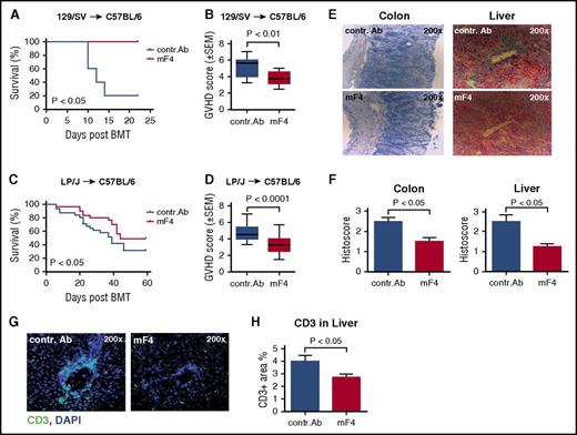 Figure 4. Anti-VEGFR-3 treatment ameliorates lethal GVHD. Allo-HSCT recipients received intraperitoneal injections of 1 mg anti-VEGFR-3 antibody (mF4-31c1) or control antibody every second day from day 0 to day +16. LP/J or 129/SV → C57BL/6, conditioning with Bu/Cy; allo-HSCT with 1.5 × 107 BM cells, 2 × 106 T cells. (A) Survival curve of control antibody and mF4-31c1 treated allo-HSCT recipients using the 129/SV → C57BL/6 model (n = 5 per group), data from one representative experiment are shown, analysis with the log-rank test. (B) GVHD scores of control antibody and mF4-31c1–treated allo-HSCT recipients on day +14 using the 129/SV → C57BL/6 model. Data from one representative experiment are shown (n = 5 per group). (C) Survival curve in the LP/J → C57BL/6 model. Combined data from three independent experiments are presented (n = 28 per group). Analysis was done with the log-rank test. (D) GVHD scores of control antibody versus mF4-31c1–treated allo-HSCT recipients in the LP/J → C57BL/6 model on day +18 after HSCT. Combined data from three independent experiments are presented (n = 28 per group), analysis with the log-rank test. (E) Representative images of histopathology in the colon and liver. Organs were taken on day +11 after HSCT; histological staining was performed with hematoxylin and eosin (n = 4 per group). (F) Histopathological scores of colon and liver sections from control antibody and mF4-31c1–treated allo-HSCT recipients on day +11 after HSCT; scoring was done according to Lerner criteria (n = 4 per group). (G) Representative images of CD3+ cell infiltration in the liver. Organs were taken on day +11, liver sections were stained with CD3 antibody (green) and counterstained with DAPI. (H) Quantification of CD3 positive area in the liver of control antibody or mF4-31c1–treated mice (n = 4 per group). Error bars indicate mean ± SEM; significance was tested with an unpaired Student t test. BMT, bone marrow transplantation.
