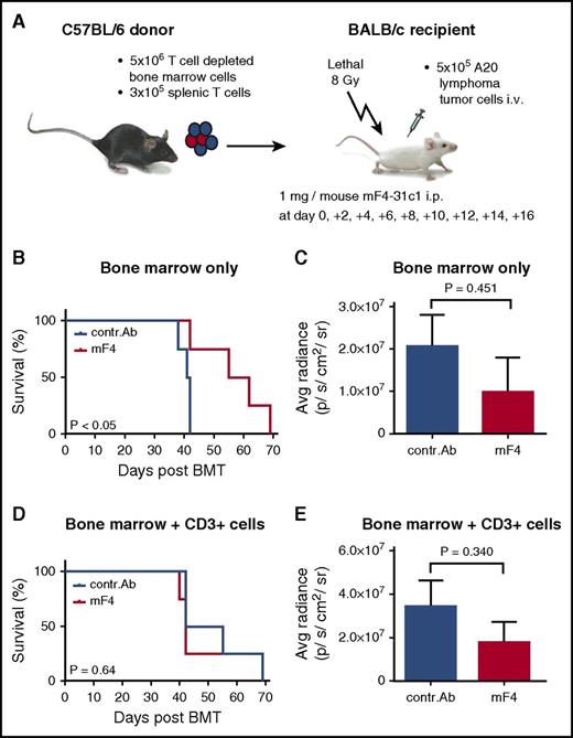 Figure 6. Effect of anti-VEGFR-3 treatment on tumor-associated mortality and tumor growth post–allo-HSCT in the C57BL/6 → BALB/c model. BALB/c allo-HSCT recipients were injected IV with 5 × 106 C57BL/6 bone marrow cells and 5 × 105 A20-TGL tumor cells. One milligram per mouse of control antibody or mF4-31c1 antibody was injected every second day from day 0 to day +16. (A) Schematic representation of the C57BL/6 → BALB/c GVHD model used for tumor experiments. (B-C) Allo-HSCT with bone marrow only; no T cells were given. (B) Survival curve of control antibody and mF4-31c1–treated allo-HSCT recipients (n = 4 per group). Data from one representative experiment are shown; analysis was done with the log-rank test. (C) Average radiance data of control antibody and mF4-31c1–treated allo-HSCT recipients (n = 4 per group). (D-E) Allo-HSCT with bone marrow and additional 3 × 105 donor splenic T cells. (D) Survival curve of control antibody and mF4-31c1–treated allo-HSCT recipients (n = 4 per group). Data from one representative experiment are shown; analysis was done with the log-rank test. (E) Average radiance data of control antibody and mF4-31c1–treated allo-HSCT recipients (n = 4 per group). Error bars indicate mean ± SEM; significance was tested with an unpaired Student t test. Avg, average.