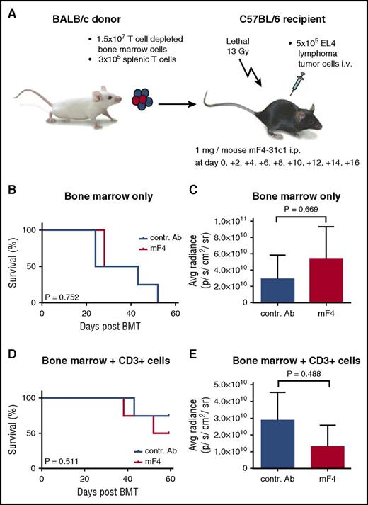 Figure 7. Effect of anti-VEGFR-3 treatment on tumor-associated mortality and tumor growth post–allo-HSCT in the BALB/c → C57BL/6 model. C57BL/6 allo-HSCT recipients received 1.5 × 107 BALB/c bone marrow cells and 5 × 105 EL4-TGL tumor cells. One milligram per mouse of control antibody or mF4-31c1 antibody was injected every second day from day 0 to day +16. (A) Schematic representation of the BALB/c → C57BL/6 GVHD model used for tumor experiments. (B-C) Allo-HSCT with bone marrow only; no T cells were given. (B) Survival curve of control antibody and mF4-31c1–treated allo-HSCT recipients (n = 4 per group). Data from one representative experiment are shown, analysis with the log-rank test. (C) Average radiance data of control antibody and mF4-31c1–treated allo-HSCT recipients (n = 4 per group). (D-E) Allo-HSCT with bone marrow and additional 3 × 105 donor splenic T cells. (D) Survival curve of control antibody and mF4-31c1–treated allo-HSCT recipients (n = 4 per group). Data from one representative experiment are shown, analysis with the log-rank test. (E) Average radiance data of control antibody and mF4-31c1– treated allo-HSCT recipients (n = 4 per group). Error bars indicate mean ± SEM; significance was tested with an unpaired Student t test.