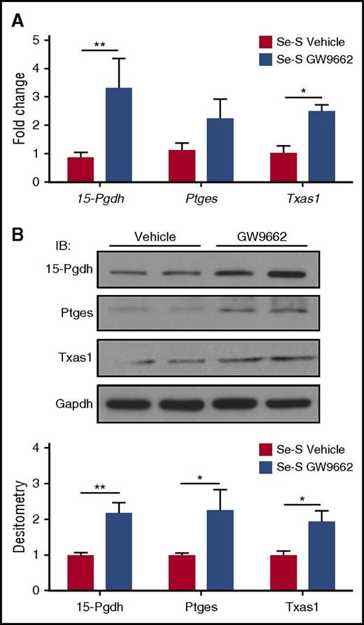 Figure 3. Inhibition of PPARγ represses expression of Ptges-1 and Txas1 in Se-S CML progenitor cells. Lin− splenocytes from Se-S BCR-ABL mice treated with or without GW9662 were analyzed for RNA and protein expression. Se-S mice were given daily i.p. injection of GW9662 (1 mg/kg) starting 1 day prior to BCR-ABL transplant until euthanized (n = 4). (A) qPCR expression as fold change compared with Se-S vehicle for each gene and normalized to 18S rRNA expression. (B) Western blot analysis showing representative blot and densitometry (normalized to Se-S for each protein and relative to GAPDH). Bars represent biological mean ± SEM. All analyses were done in technical triplicate. *P < .05; **P < .01.