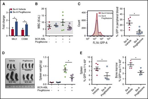 Figure 5. Pioglitazone activation of PPARγ reduces CML burden in Se-A mice. Pioglitazone (5 mg/kg) was given to Se-A mice by i.p. injection daily starting 1 day prior to BCR-ABL transplant, until euthanized. The same duration of treatment was given for healthy pioglitazone mice. Peripheral blood, spleen, and bone marrow were used to measure disease burden. LSC-like cells (GFP+Sca-1+c-Kit+) were determined from total bone marrow and spleen. (A) Confirmation of PPARγ activation with pioglitazone treatment. qPCR expression as fold change in Se-A BCR-ABL splenocytes. Gene expression was normalized to 18S rRNA expression and Se-A vehicle samples were used as control (n = 5). (B) Total WBC (K/μL blood) count in peripheral blood of healthy (n = 4) and BCR-ABL (n = 7) transplanted mice. The shaded box indicates the healthy range. (C) Peripheral blood GFP expressed as percentage of gated input in Se-A BCR-ABL transplanted mice (500 000 events collected, gated on FSC). Representative histogram is shown along with individual data points (n = 6). (D) Representative image and spleen weight in healthy (n = 3-4) and BCR-ABL transplanted (n = 4-7) mice. (E) LSC population evaluation by flow cytometry. LSC population in the spleen (n = 4-6) and bone marrow (n = 4) of BCR-ABL mice. Individual data points are shown from 2 independent experiments. Error bars represent mean ± SEM. *P < .05.
