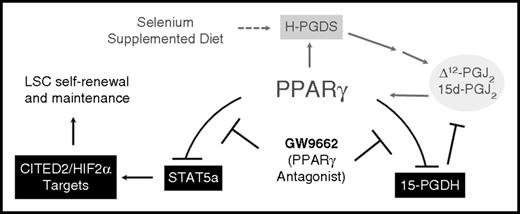 Figure 6. PPARγ activation is central in the protective effect of Se-S in CML mice. Se-S diet increases expression of H-Pgds, leading to increased production of the PPARγ ligands Δ12-PGJ2 and 15d-PGJ2. PPARγ activation feeds this cycle forward. GW9662 inhibits PPARγ-dependent decrease in Stat5a activation and downstream transcription factors (including Cited2 and Hif2α) implicated in the maintenance of the LSC population. Antagonism of PPARγ by GW9662 interrupts the positive feedback loop activated by selenium supplementation. Solid lines indicate a direct relationship; dashed lines, indirect.